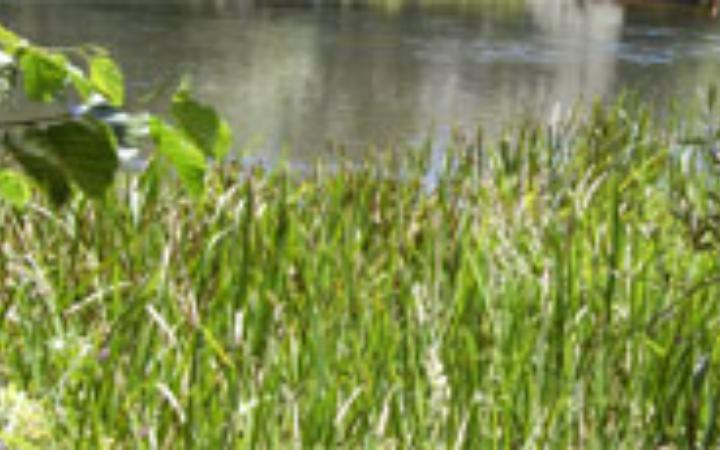 Typha provincialis. Vegetación de orillas
